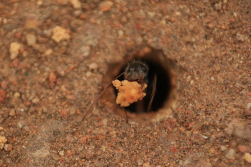ant