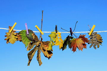 Farbenfrohe Herbstblätter an einer Wäscheleine gegen den blauen Himmel