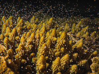 Acropora coral spawning on Magnetic Island