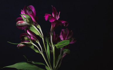 flowers on black background