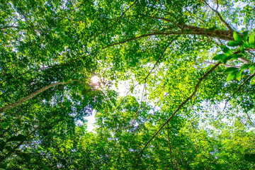 Fototapeta na wymiar Para rubber tree forest with sun light