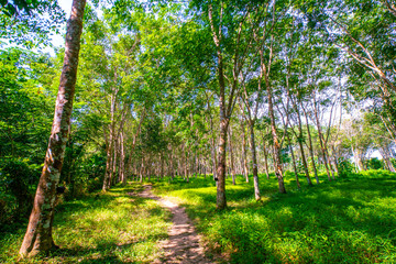 Para rubber tree forest with sun light