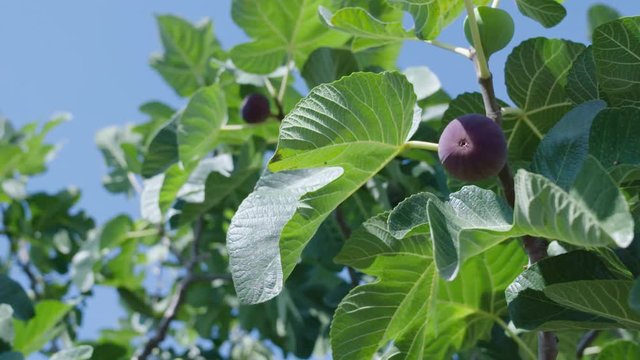 Fig tree and ripe figs in garden