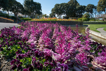 Bright purple and mauve cabbage plants in a formal garden bed at the park