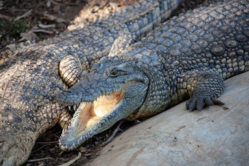 Fototapeta premium crocodile is opening its mouth at the crocodile farm