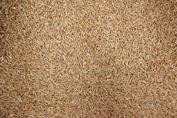 organic pearled farro