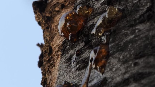 fresh resin comes out of the brown bark of a tree with camera slide downwards