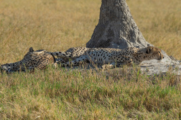 Cheetah brothers in Savuti Marsh within Chobe National Park, Botswana, Africa