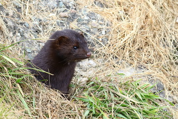 Fototapeta premium Mink looking from burrow. Mustela lutreola - wild predatory furry animal hunting in nature. 