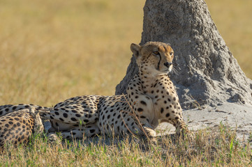 Cheetah brothers in Savuti Marsh within Chobe National Park, Botswana, Africa