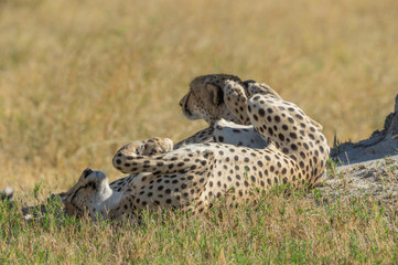 Cheetah brothers in Savuti Marsh within Chobe National Park, Botswana, Africa
