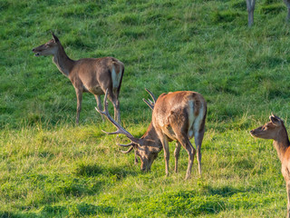 Perthshire / Szkocja - 25 sierpień 2019: Zwierzęta obok Zamku Blair w sierpniowy słoneczny dzień