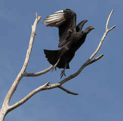 Black Vulture taking off from dead branch at top of tree