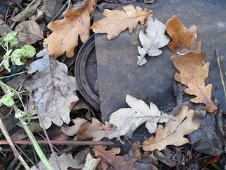 rusty clutch surrounded by brown dry oak leaves