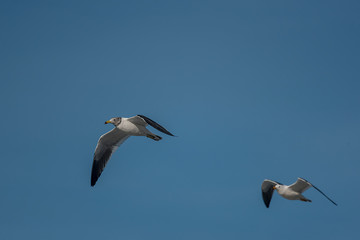 Fototapeta na wymiar two seagulls flying in the sky