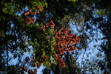 紅葉