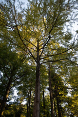 Obraz premium 秋 紅葉