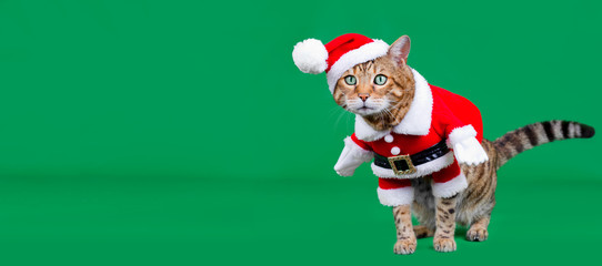 Christmas banner - Bengal cat dressed up in Santa Claus costume on green background with copy space - Powered by Adobe