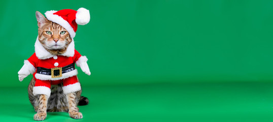 Christmas banner - Bengal cat dressed up in Santa Claus costume on green background with copy space