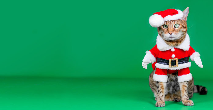 Christmas banner - Bengal cat dressed up in Santa Claus costume on green background with copy space