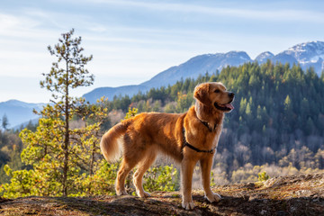 Fototapeta na wymiar Golden Retriever sitting by a cliff with a beautiful Canadian Mountain Landscape in background during a sunny day. Taken in Squamish, North of Vancouver, British Columbia, Canada.