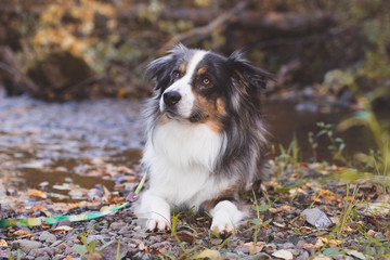 Naklejka na ściany i meble Dog posing in front of river