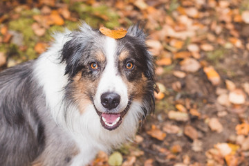 Dog smiling with autumn and fall leaves 