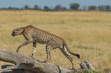 Cheetah brothers in Savuti Marsh within Chobe National Park, Botswana, Africa