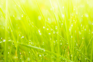 Fototapeta na wymiar Fresh lush green grass on meadow with drops of water dew in morning light in spring summer outdoors close-up macro, panorama. Beautiful artistic image of purity and freshness of nature, copy space.