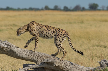 Cheetah brothers in Savuti Marsh within Chobe National Park, Botswana, Africa