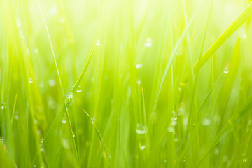 Fresh lush green grass on meadow with drops of water dew in morning light in spring summer outdoors close-up macro, panorama. Beautiful artistic image of purity and freshness of nature, copy space.