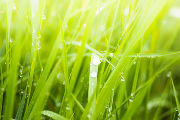 Fresh lush green grass on meadow with drops of water dew in morning light in spring summer outdoors close-up macro, panorama. Beautiful artistic image of purity and freshness of nature, copy space.