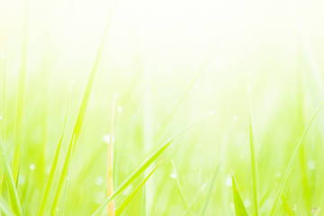 Fresh lush green grass on meadow with drops of water dew in morning light in spring summer outdoors close-up macro, panorama. Beautiful artistic image of purity and freshness of nature, copy space.