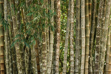 Bamboo background in nature at day. Brown bamboo background