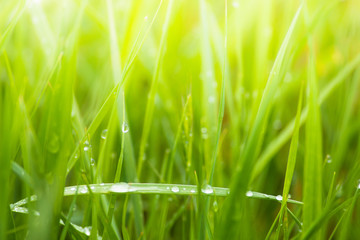 Fresh lush green grass on meadow with drops of water dew in morning light in spring summer outdoors close-up macro, panorama. Beautiful artistic image of purity and freshness of nature, copy space.