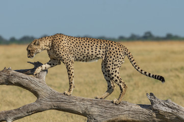 Cheetah brothers in Savuti Marsh within Chobe National Park, Botswana, Africa