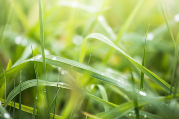 Fresh lush green grass on meadow with drops of water dew in morning light in spring summer outdoors close-up macro, panorama. Beautiful artistic image of purity and freshness of nature, copy space.