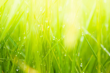 Fresh lush green grass on meadow with drops of water dew in morning light in spring summer outdoors close-up macro, panorama. Beautiful artistic image of purity and freshness of nature, copy space