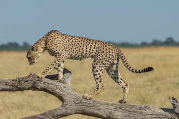Cheetah brothers in Savuti Marsh within Chobe National Park, Botswana, Africa