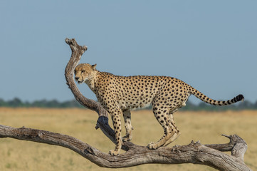 Cheetah brothers in Savuti Marsh within Chobe National Park, Botswana, Africa