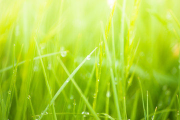Fresh lush green grass on meadow with drops of water dew in morning light in spring summer outdoors close-up macro, panorama. Beautiful artistic image of purity and freshness of nature, copy space