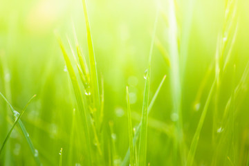 Fresh lush green grass on meadow with drops of water dew in morning light in spring summer outdoors close-up macro, panorama. Beautiful artistic image of purity and freshness of nature, copy space