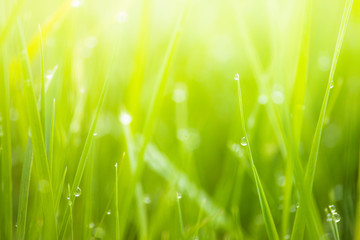 Fresh lush green grass on meadow with drops of water dew in morning light in spring summer outdoors close-up macro, panorama. Beautiful artistic image of purity and freshness of nature, copy space