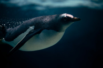 Gentoo Penguin © Photography by Rob D