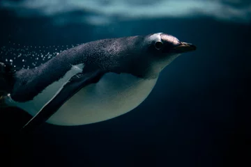 Fotobehang Gentoo Penguin © Rob D