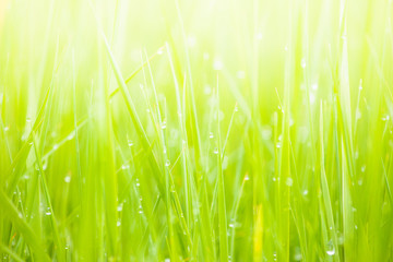 Fresh lush green grass on meadow with drops of water dew in morning light in spring summer outdoors close-up macro, panorama. Beautiful artistic image of purity and freshness of nature, copy space