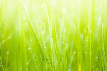 Green Grass With Dew Water Drops