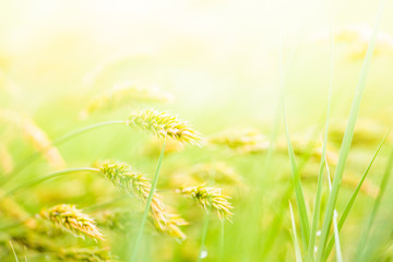 wheat field, grass nature background with sunlight