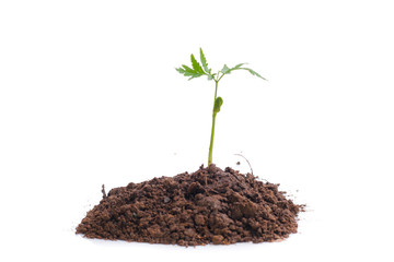 Green sprout growing out from soil isolated on white background