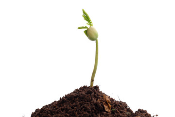 Green sprout growing out from soil isolated on white background
